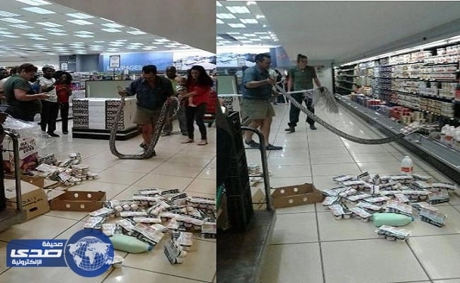 بالصور.. العثور على ثٌعبان ضخم بثلاجة الزبادي في سوبرماركت بجنوب افريقيا