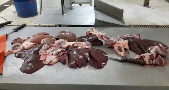 يعمل دون طبيب بيطري.. ضبط مسلخ غير مرخص بالمدينة