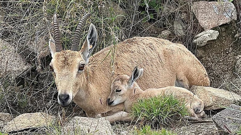 ولادات جديدة للوعول الجبلية في متنزه الشكران بالباحة