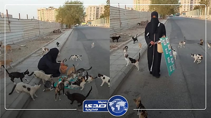 تجاوب مثير للقطط مع فتاة في جدة .. فيديو