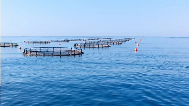 "البيئة" تطلق خدمة تراخيص تفريخ الأسماك