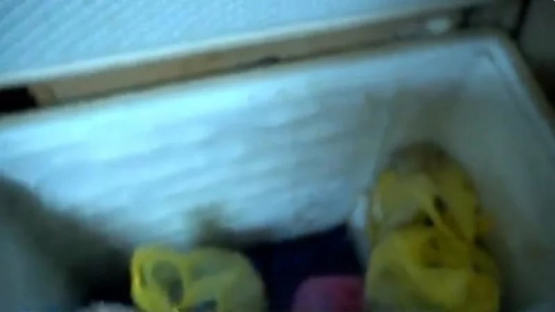 شاهد.. عمالة مخالفة تتخذ سطح أحد المنازل مقرا لتوزيع اللحوم مجهولة المصدر بالرياض