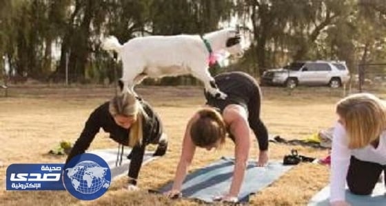 " يوجا الماعز " أغرب رياضة للشباب الأمريكي