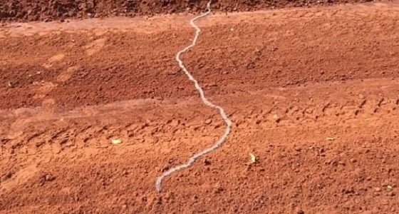 بالصور.. طابور من اليرقات يفاجأ سائق شاحنة