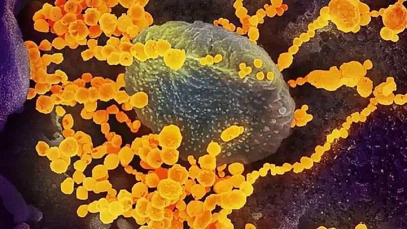 ظهور الفطر الأصفر المدمر لأعضاء الجسم في الهند