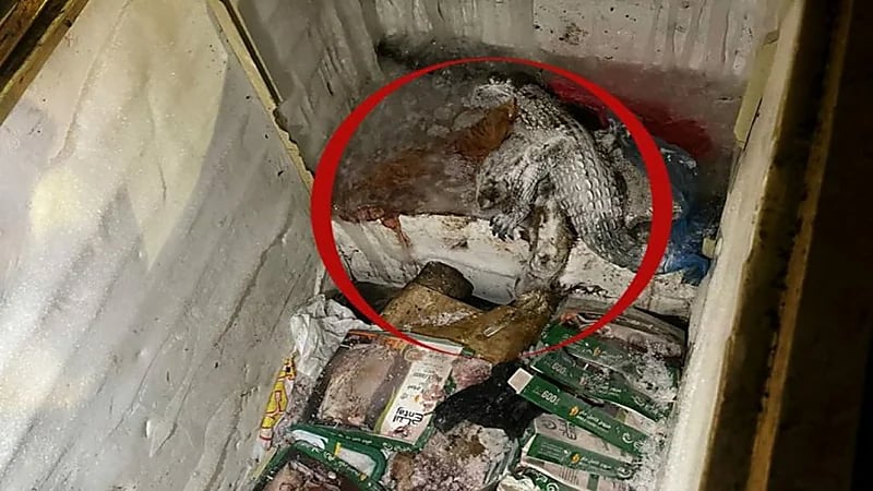 بالصور.. العثور على حيوانات نافقة في ثلاجة أغذية بمنتزه في خميس مشيط