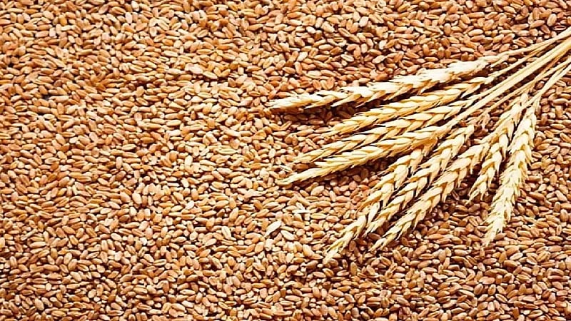 بينهم روسيا وأوكرانيا.. قائمة أكبر الدول المصدرة للقمح بعد ارتفاع أسعاره