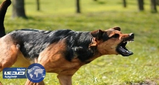 كلبان يهجمان على سائحة سعودية وابنتها بجدة