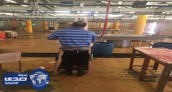 رفع الطاقة الاستيعابية لمسالخ الطائف لاستقبال الأضاحي