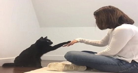 بالفيديو.. مصافحة سرية بين فتاة وقطتها تشعل مواقع التواصل