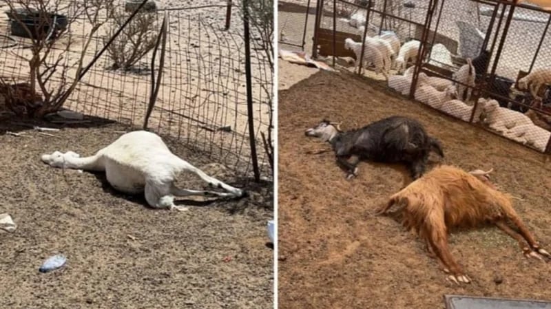 فتح تحقيق في واقعة تسميم مواشي مواطن بجنوب الطائف