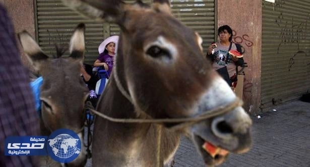 سجن شقيقان بسبب حمار