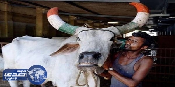 للمرة الثانية .. هنود يقتلون شابين مٌسلمين لسرقتهما أبقار