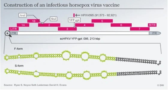 التسلسل الجيني لمرض الجدري يتعرض لانتقادات كبيرة