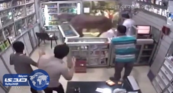 بالفيديو.. عجل يقتحم صيدلية في مصر