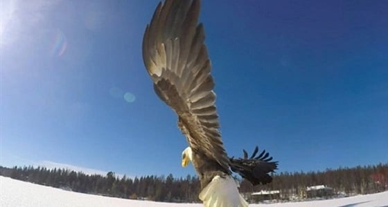 بالفيديو.. نسر يقتنص سمكة من بحيرة متجمدة