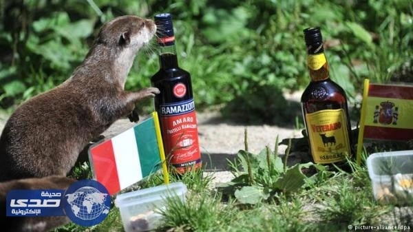 هل يمكن أن تصبح الحيوانات مدمنة على الكحول ؟