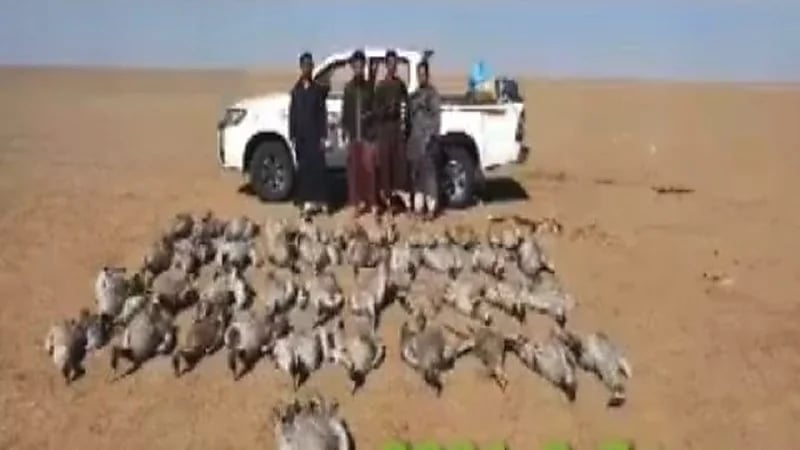 " الحياة الفطرية " يوضح حقيقة مقطع " الصيد الجائر لطائر الرهو "