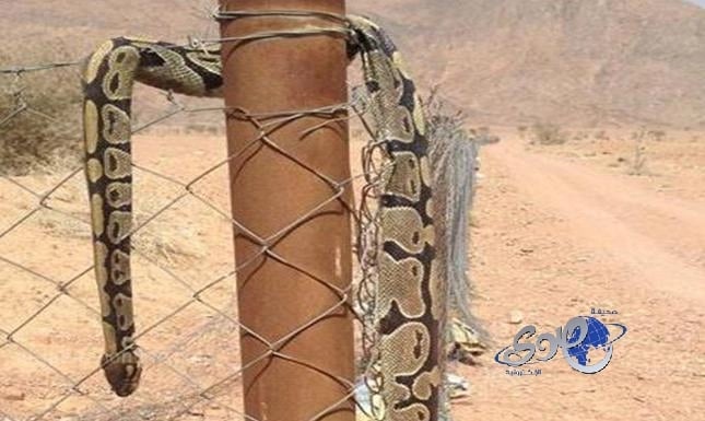 مواطن يقتل ثُعباناً طوله مترين بحائل!