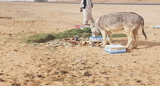 مواطن يعالج " حمار كسير " على نفقته الخاصة شرق الدوادمي