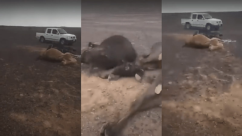 شاهد.. نفوق عدد من الإبل إثر صاعقة رعدية غرب عفيف