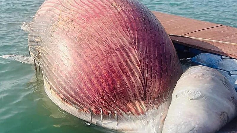 مستجدات العثور على حوت ضخم نافق بشواطئ جزر فرسان