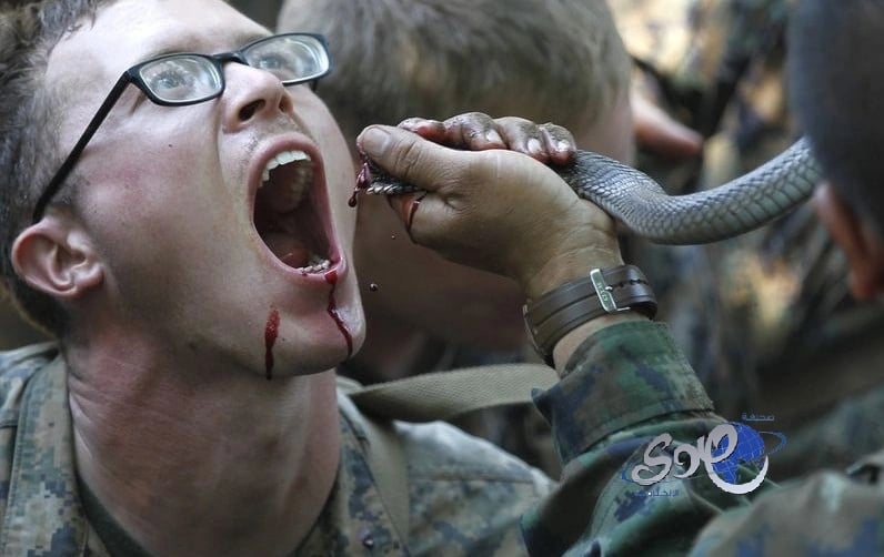 التدريب في المشاة البحرية على شرب دم  أفعى الكوبرا