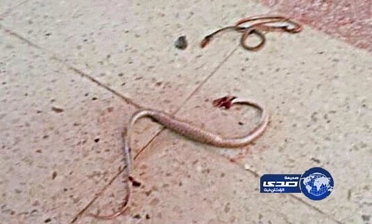 ثعبانان يثيران الرعب في مدرسـة بنـات