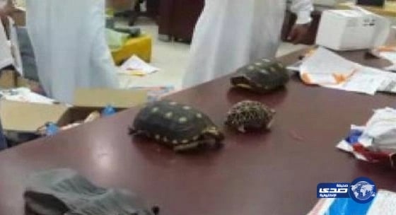 بريد المدينة يكتشف 4 سلاحف حية مرسلة في طرد من هونغ كونغ