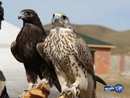 السماح بتنقل الصقور التي تحمل جواز بين دول مجلس التعاون الخليجي لعدة مرات