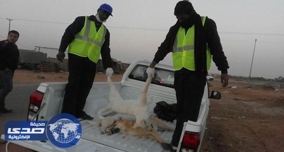 دورية أمنية ومواطن ينقذان طفلا من افتراس الكلاب الضالة بسكاكا