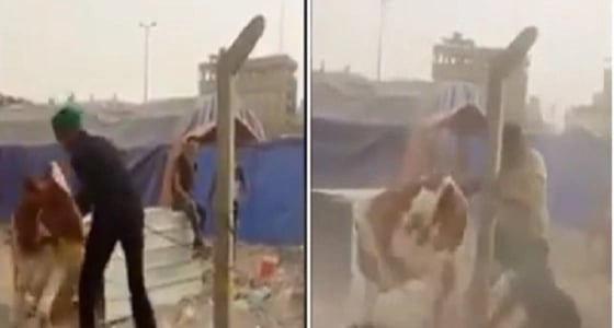 بالفيديو.. بقرة تلقن رجلين درسا قاسيا