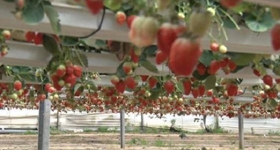 تصدير أول شحنة فراولة من قطاع غزة إلى الكويت