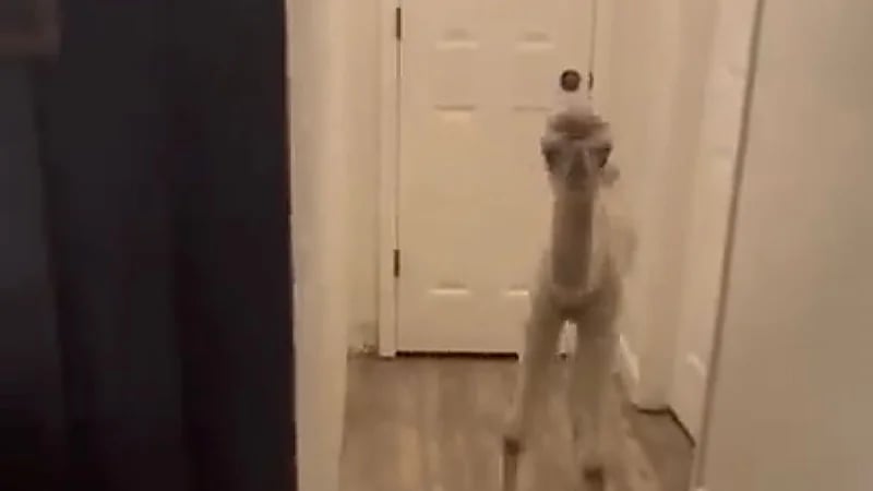 بالفيديو.. فتاة ترعى حوار في منزلها وتثير جدلاً واسعًا