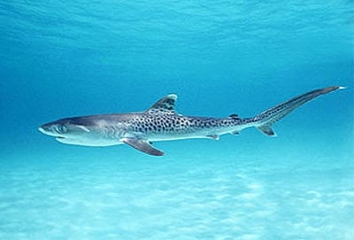 تسجيل أول حالة لأنثى قرش تتناسل بدون ذكر في استراليا