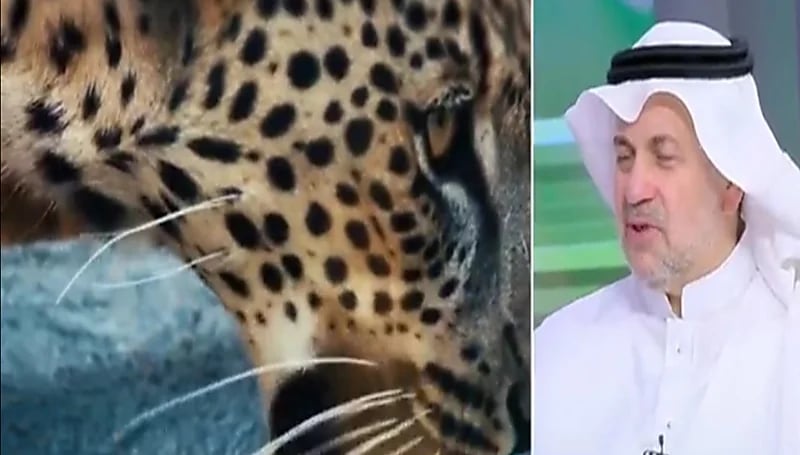 هاني تطواني: لم يعثر على أي أثر لـ "النمر العربي" في المملكة وهو على مشارف الانقراض (فيديو)