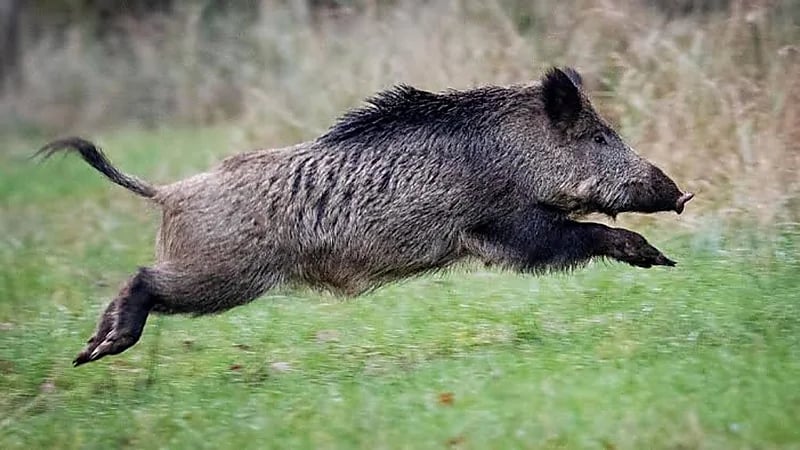 امرأة تتعرض لهجوم وحشي من خنزير على شاطئ البحر