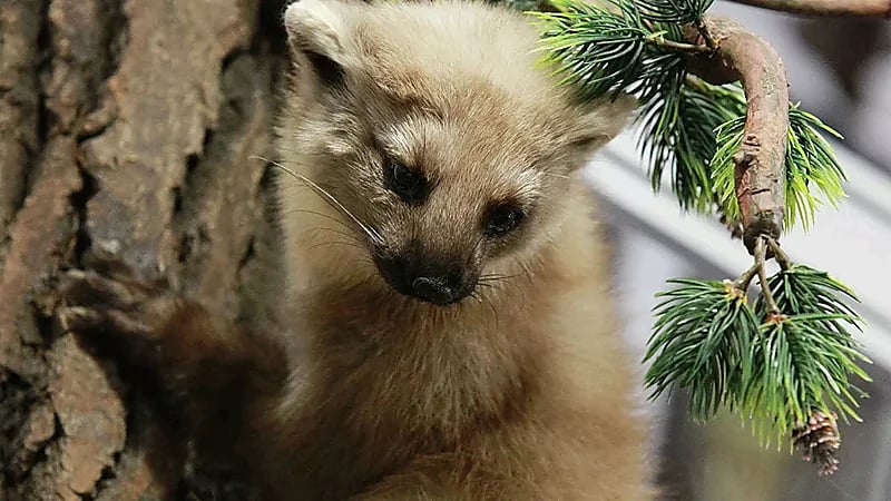 حيوان الدلق يحدث حالة من الفوضى في سوبر ماركت