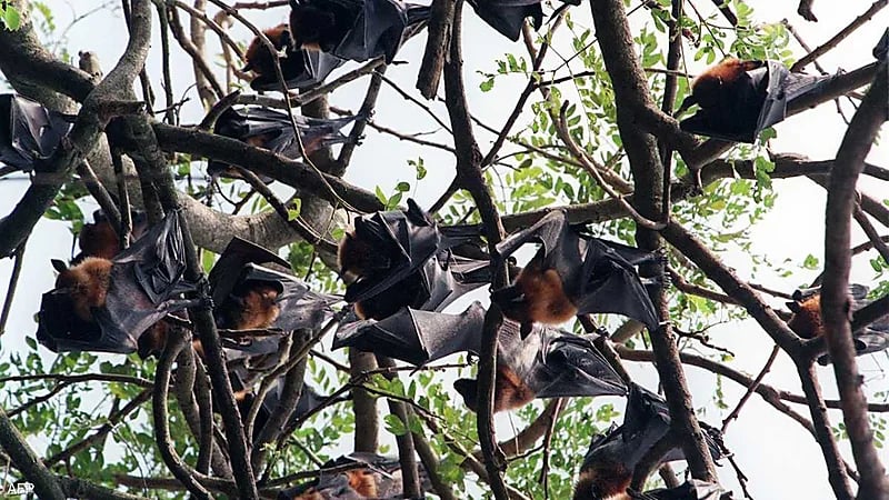 اكتشاف فيروسين جديدين في الصين ينذران بجائحة