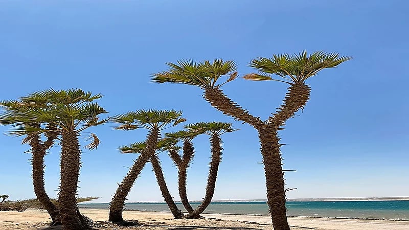 أملج مالديف السعودية .. فيديو وصور