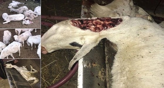 بالصور.. بلدية خميس مشيط تضبط 55 رأس من الأغنام المريضة والهزيلة