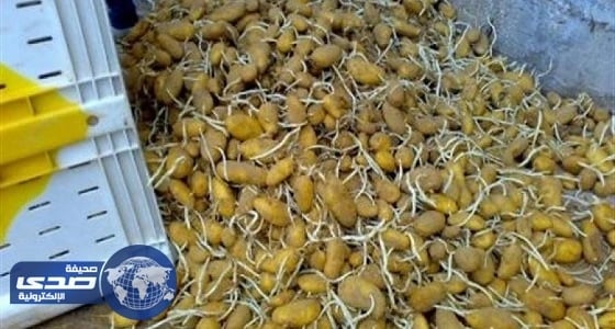 أمانة الشرقية تعدم ٣٦ طن بطاطس فاسدة