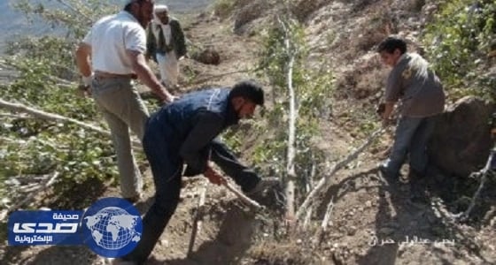 مستوطنون يهود يقتلعون 300 شجرة زيتون معمرة في قرية مخماس