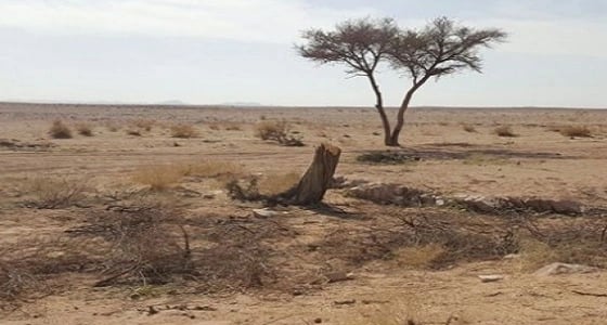 بالصور.. أشخاص امتهنوا سرقة الطبيعة بمركز " مشاش جرود "