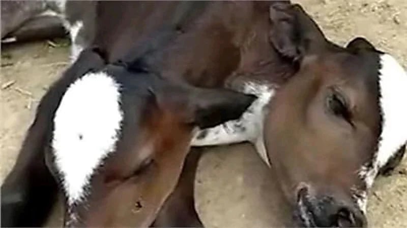 بالفيديو.. بقرة تلد عجلا برأسين تثير الحيرة