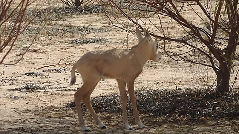 ولادة أول مها عربي مهدد بالانقراض في منتزه القصيم .. صور