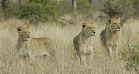 مجموعة أسود تلتهم رجلا حاول صيدها بجنوب أفريقيا