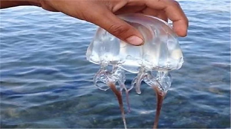 ابتكار تكنولوجيا لاستخراج بروتين مفيد من قنديل البحر