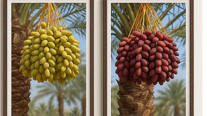 المسند يكشف عن بداية موسم تمر ⁧‫القصيم‬⁩