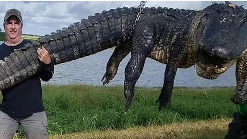رجل اصطاد تمساح ضخم كان يفترس الماشية